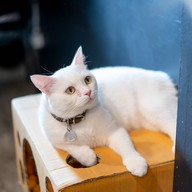 lndicat Cafe & Cat Hotel