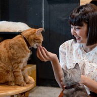 lndicat Cafe & Cat Hotel
