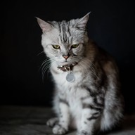 lndicat Cafe & Cat Hotel