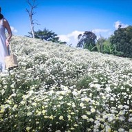 ทุ่งดอกเก็กฮวย ไร่นายพล