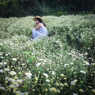 ทุ่งดอกเก็กฮวย ไร่นายพล