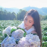 ทุ่งไฮเดรนเยีย โครงการหลวงขุนแปะ