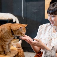 lndicat Cafe & Cat Hotel