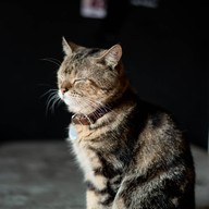 lndicat Cafe & Cat Hotel
