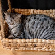 lndicat Cafe & Cat Hotel