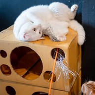 lndicat Cafe & Cat Hotel