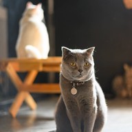 lndicat Cafe & Cat Hotel