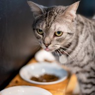lndicat Cafe & Cat Hotel