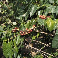 ไร่กาแฟจ่านรินทร์ เขาค้อ