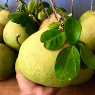 ทุเรียนสยาม ตลาดบดินทร์