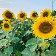 สะดืออีสาน