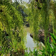 บรรยากาศ idyll Coffee & Garden