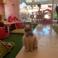 Neko Cat Cafe Phuket