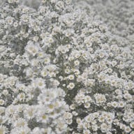 บรรยากาศ I love flower Farm