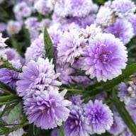 บรรยากาศ สวนดอก ป้าจวน ลุงใจ๋