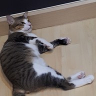 Catsanova - Adoptable Cat Cafe