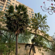 โรงแรมรามาการ์เด้นส์