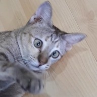 Catsanova - Adoptable Cat Cafe