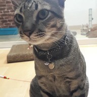 Catsanova - Adoptable Cat Cafe
