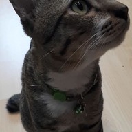 Catsanova - Adoptable Cat Cafe