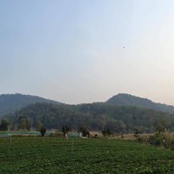 แปลงสตรอว์เบอร์รี่ บ้านห้วยน้ำผัก