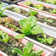 บรรยากาศ บางหว้าเมล่อน