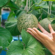 บรรยากาศ บางหว้าเมล่อน