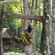 บรรยากาศ Sunset Bungalow Koh Chang Restaurant Sunset Bungalow Koh Chang Ranong