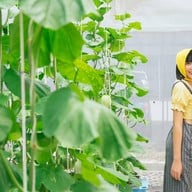 บรรยากาศ บางหว้าเมล่อน