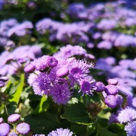 สถานีเกษตรหลวงอินทนนท์