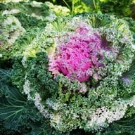 สถานีเกษตรหลวงอินทนนท์