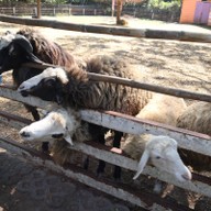 แกะดำฉำฉา