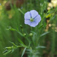 สถานีเกษตรหลวงอินทนนท์