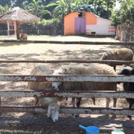 แกะดำฉำฉา