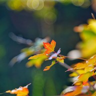 สถานีเกษตรหลวงอินทนนท์