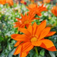 สถานีเกษตรหลวงอินทนนท์