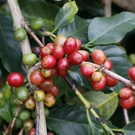 บรรยากาศ Doi Chang Coffee FARM