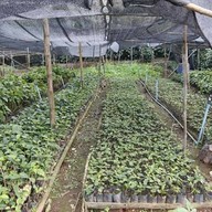 Doi Chang Coffee FARM