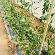 Black Goat Farm & Cafe