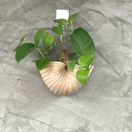 ลมโชย Caffee