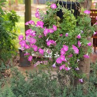 Giant Tree Cafe Khaoyai