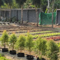 Giant Tree Cafe Khaoyai