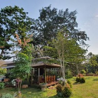 Giant Tree Cafe Khaoyai