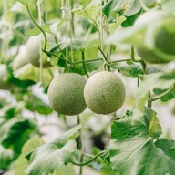 บรรยากาศ บางหว้าเมล่อน