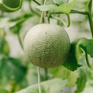 บรรยากาศ บางหว้าเมล่อน