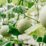 บรรยากาศ บางหว้าเมล่อน