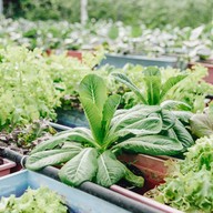 บรรยากาศ บางหว้าเมล่อน