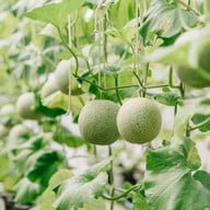 บรรยากาศ บางหว้าเมล่อน