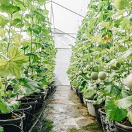 บรรยากาศ บางหว้าเมล่อน