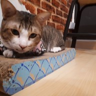 Catsanova - Adoptable Cat Cafe